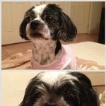 [<b>시</b><b>츄</b>] 매력터지는 까만<b>시츄</b>를 보신적이 있나요??