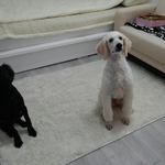 [스탠푸믹썬] [스탠다드푸들]  이름도 무서운 개.춘.기