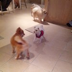 [<b>쭈쭈</b>] 알고보니 저먼스피치