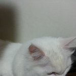 [루시일기] 귀욤냥이 루시 이야기 - 두번째