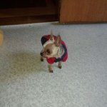 [내사랑<b>요키</b>] 강릉)오갈곳이 없어진 <b>요키</b>노령견 거둬 주실분 않계실까요...