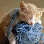 <b>털실</b>뭉치 갖고 노는 귀여운 고양이들.jpg