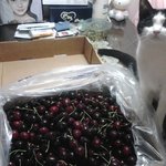 [호야사랑해] 계양구 용종동에서 잃어버린 고양이 호야를 찾습니다...