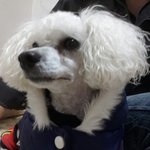 강아지를 찾습니다 도와주세요