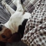 [비글구찌] 천사비글 구찌네이야기