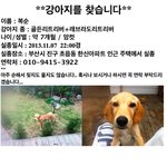 [<b>복</b><b>순</b>] 강아지를 찾습니다
