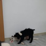 [<b>스탠</b>푸생활] [스탠다드푸들]미키,써니 사생활