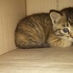 [고양이] 고양이를 주웠습니다 ㅠㅠ