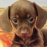 <b>이</b><b>강아지</b>이름이....ㅠㅠ