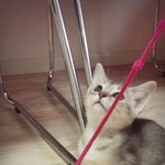 귀욤냥 콩이 장난감들 - <b>일명</b> 콩난감