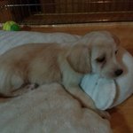 [<b>동동</b>구르모] 동이애미애비품종좀!!!!