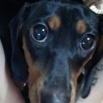 [<b>닥스</b>네] 도와주세요.닥스훈트의 새 주인을 찾아요(사진有)