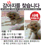 광주 푸들 강아지 찾습니다....(<b>사례</b>하겠습니다..)