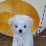 [달달한달구] 달달한 달구가 왔어요~