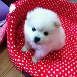조금은  특별한 우리 두식이