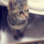 고양이 <b>분양</b>합니다!