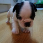 [만복] 토끼? 돼지? 프렌치<b>불독</b> 만복입니다 : )