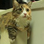 [댤쭁] 다리가 짧은 먼치킨 고양이 쫑이와 달록이