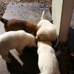 [이것좀봐줘] 가정 진도견 <b>무료</b>분양합니다^^