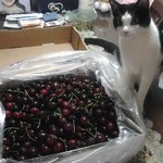 [호야사랑해] 호야 찾았어요모든분들 감사해요