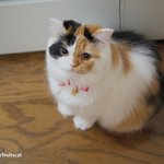 [유봉이네] 집사 츄리닝 수난시대(유봉이네)