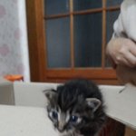 [고양이] 고양이 좀 데려가주세요ㅠ