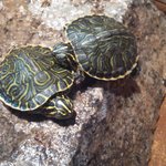 [거북이판] 울 집 막둥이들이예요ㅎㅎ