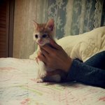 버려져서 구조된 꼬물이...치즈냥이 <b>로미</b>를 평생 사랑해줄 가족을 찾고...