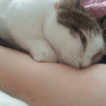 [댤쭁] 꾹꾹이와 쯉쯉이 하는 고양이 달록이