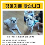 <b>베티</b>를 찾습니다 (사례금 100만원)
