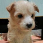 [김보리] 골든두들을 아시나요?  미니 골든두들 김보리를 소개합니다...