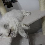 [아리와<b>베리</b>] 토끼빙의된 고양이 보셨나요?[히말라얀고양이]