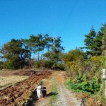 [믹써기네] [스탠다드푸들]안면도 여행, 아이들은 자라난다.