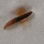 [이것좀봐줘] [사진有]  오뚜기 참깨라면에서 나온 오동통한 <b>애벌레</b>