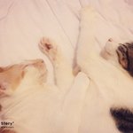 냥이네 에어워<b>셔</b> 강추해요~