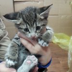 [고양이] 평범하진않지만 너무<b>씩씩</b>한 아깽이에게 사랑을주세요