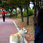 [허스키<b>심바</b>] <b>심바</b>  공원산책..이제 가을에서 겨울로 ..