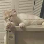 [영웅까꿍네] [4탄!!!]수다냥영웅 동영상 있어요^^ 많은사랑주셔서...