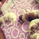 <b>서산</b> 강아지 [ 홍이 ] 최근 소식입니다^^