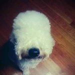 베들링턴테리어. <b>하울</b>이^^