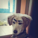 저희 강아지를 가져가놓고 돌려주지 않아요 도와주세요