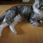 인천 <b>만수동</b>에서 잃어버린 고양이를 찾아요.