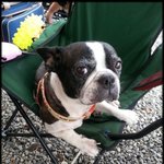 <b>보테</b>...달래랍니다.