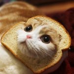 머리에 <b>식빵</b>쓴 귀여운 고양이들