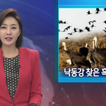 쥐명박이 파헤쳐놓은 4대강에서 결국 일이 터졌네요