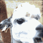 반려동물과 함께 사는 삶! 동물 웃짤 보고 가실께요~!