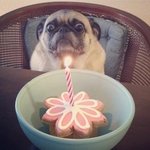 귀여운 애완<b>동물</b>들의 생일잔치 풍경.jpg