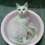 [냥판] <b>추운</b>겨울[단비편]