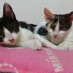 길에서 <b>엄마</b>잃고 <b>구조</b>된 아기냥이들....평생 함게해줄 가족을 찾고...