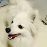 [멍이] 유기견에서 우리집 막내로! 4